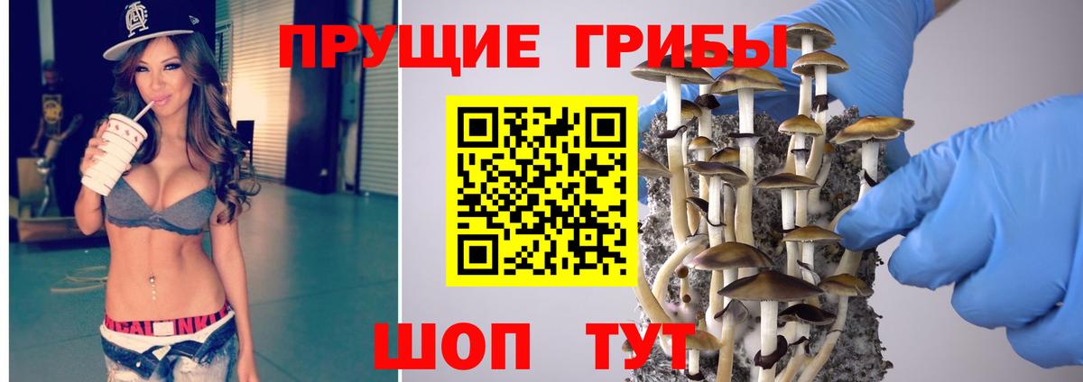 Псилоцибиновые грибы Psilocybine cubensis  Алексин  Псилоцибиновые грибы GOLDEN TEACHER 